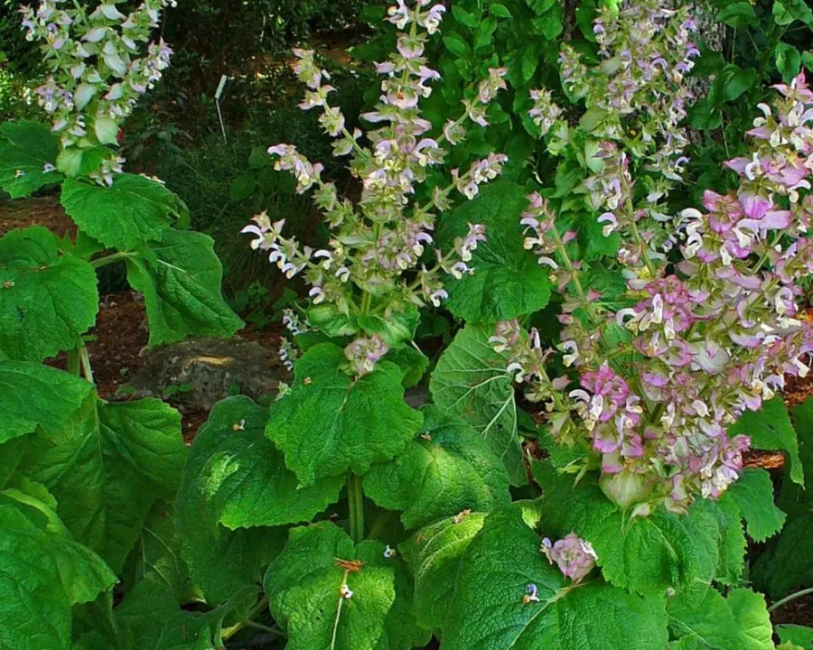 Muskatellersalbei