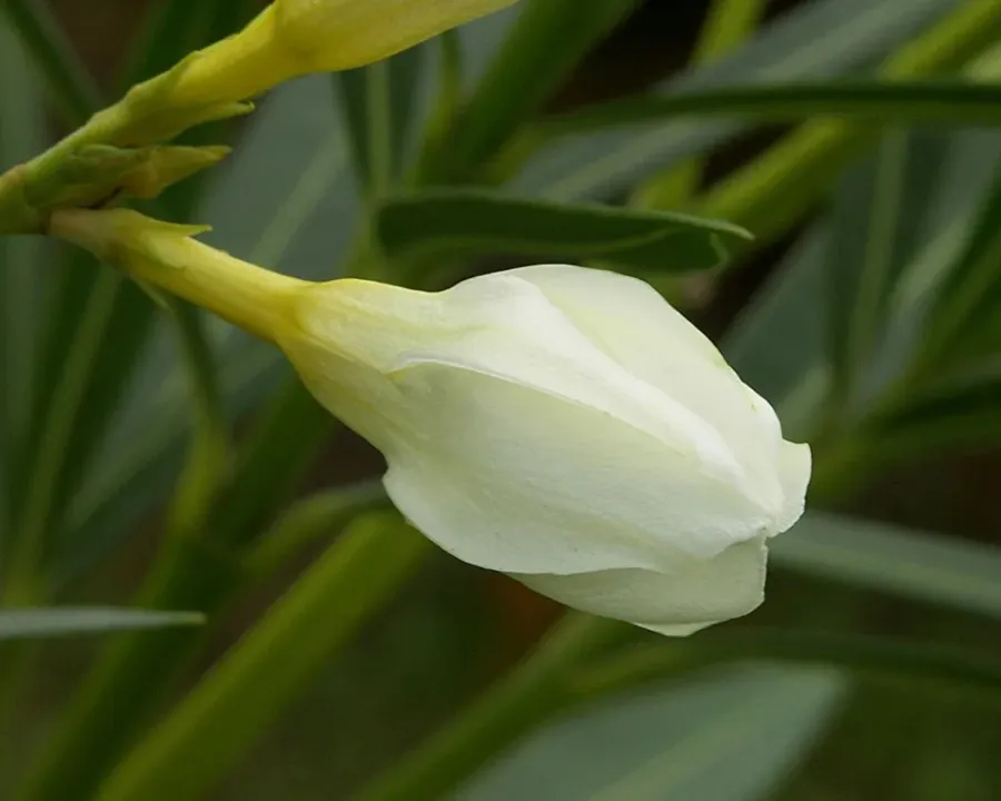 Oleander