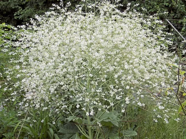 Palmkohl