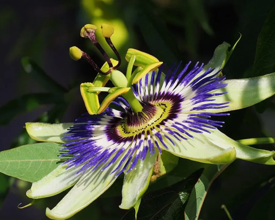 Passionsblume