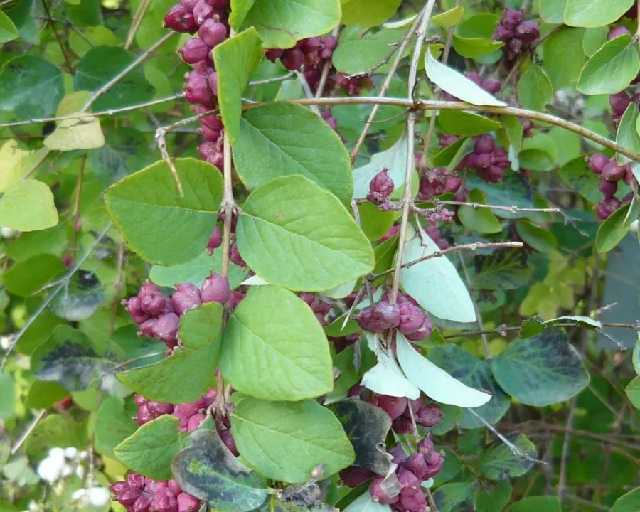 Perlbusch