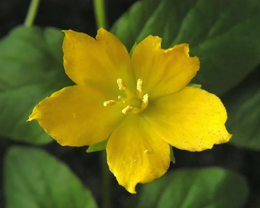 Pfennigkraut