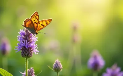 Pflanzen für Schmetterlinge: Nektar- und Raupenpflanzen im Garten