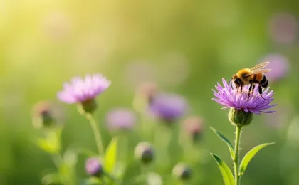 Pflanzen für Wildbienen: Nahrung und Nistplätze im Garten