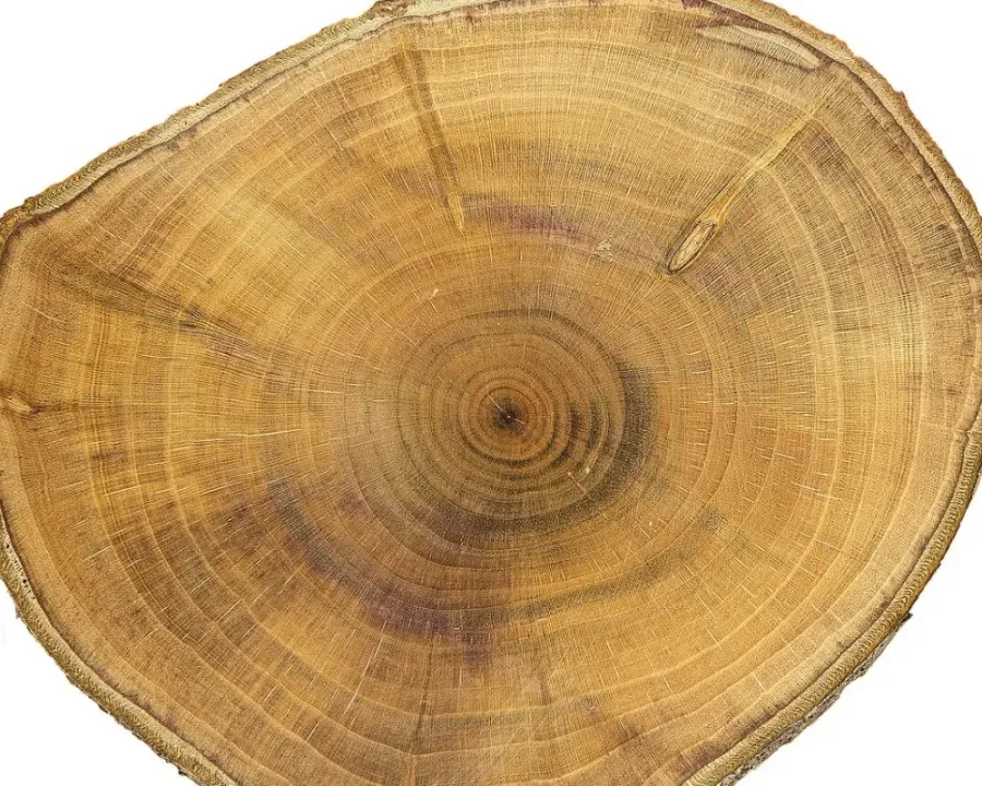 Pflaumenbaum (Zwetschge)