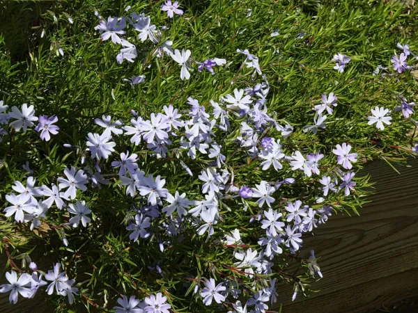 Teppichphlox