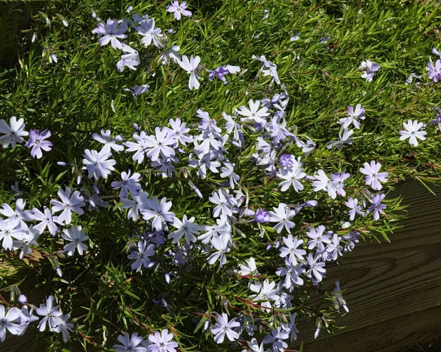 Teppichphlox
