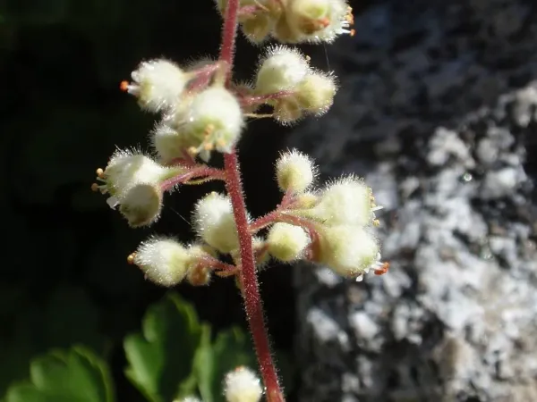 Purpurglöckchen (Heuchera)