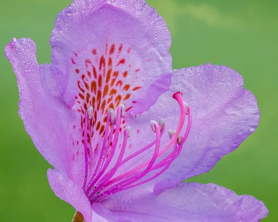 Rhododendron