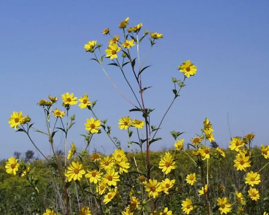 Riesen-Sonnenblume