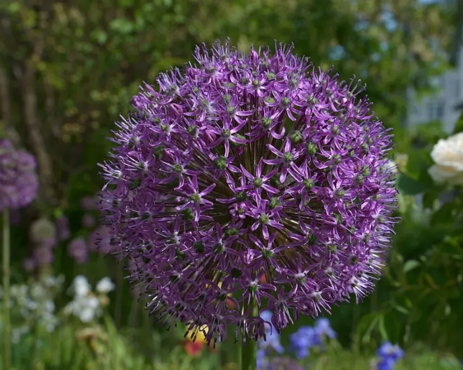 Zierlauch (Allium)