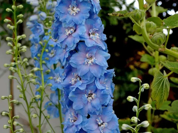 Rittersporn blau