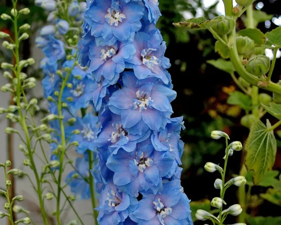 Rittersporn blau