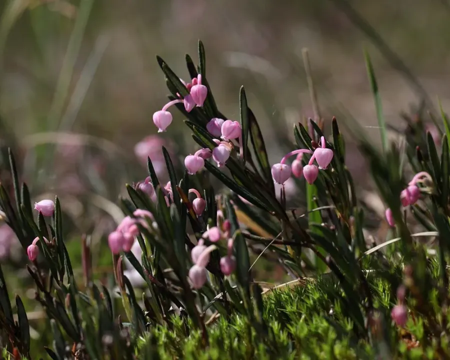 Rosmarinheide