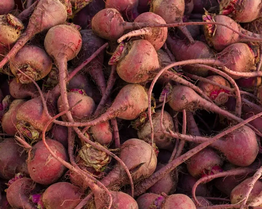 Rote Bete