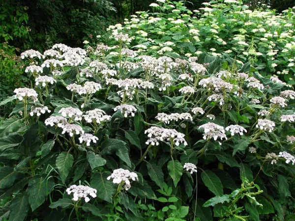 Samt-Hortensie