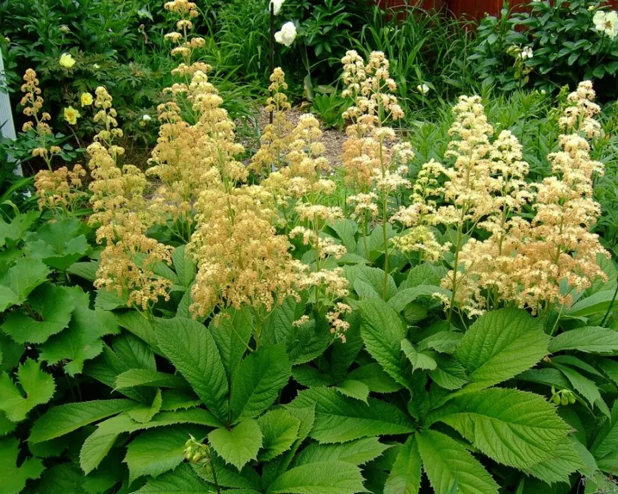 Schaublatt