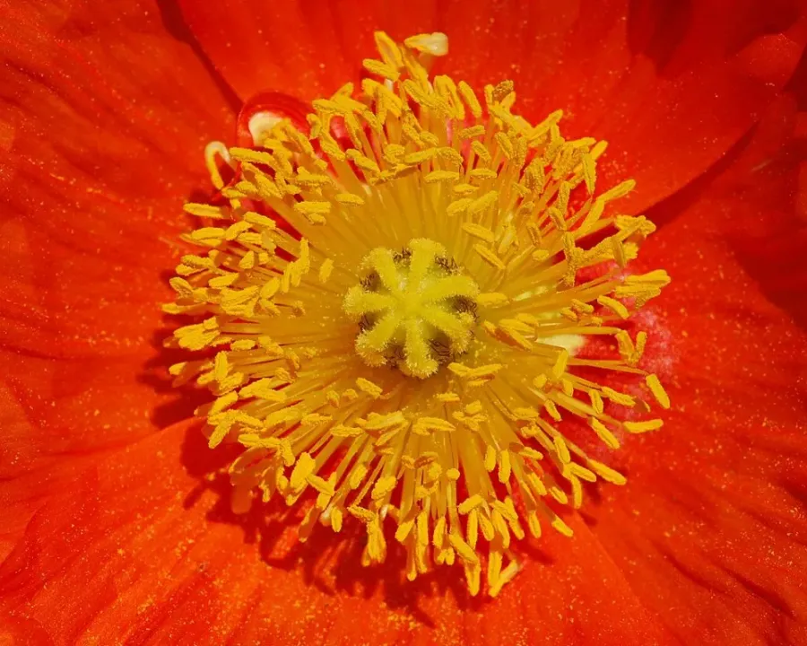 Scheinmohn