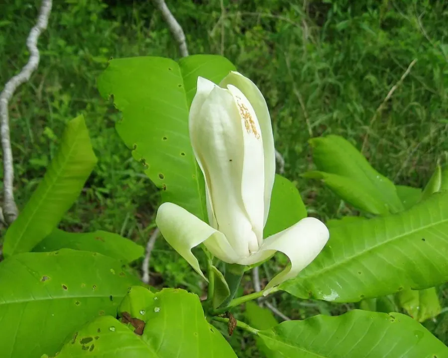 Schirmmagnolie