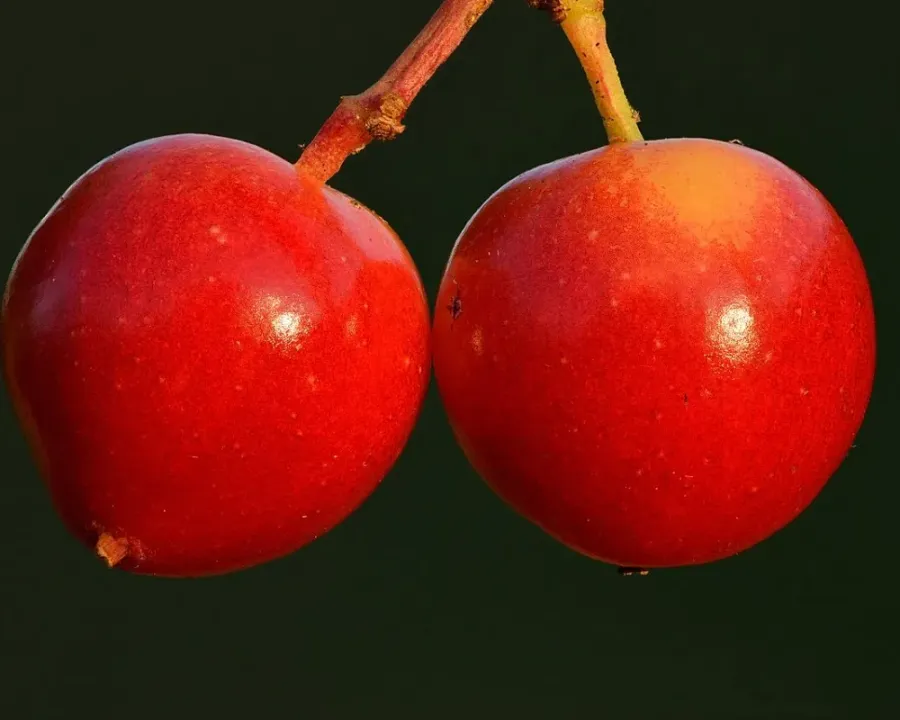 Schneeball (Viburnum)