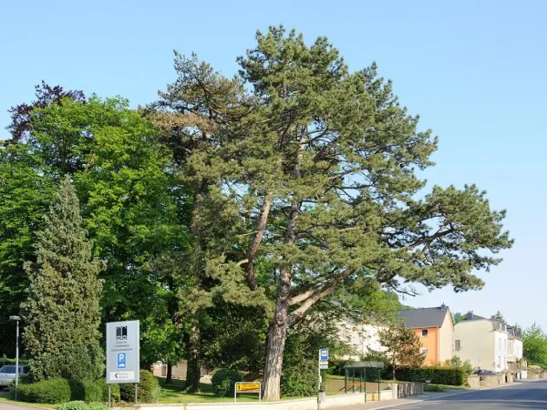 Schwarzkiefer