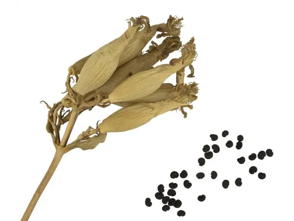 Seifenkraut