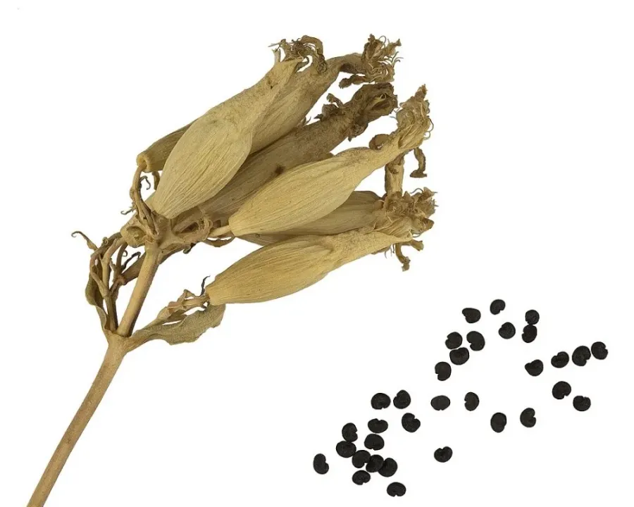 Seifenkraut