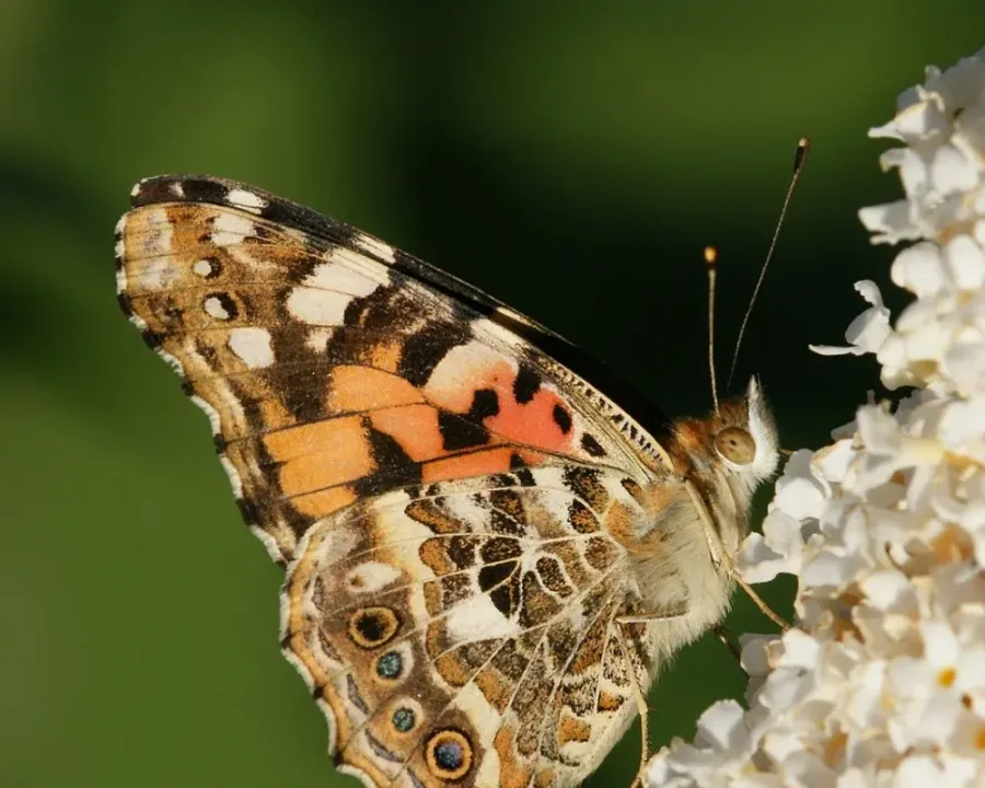 Sommerflieder (Schmetterlingsflieder)