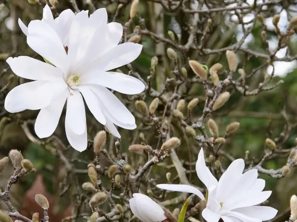 Sternmagnolie
