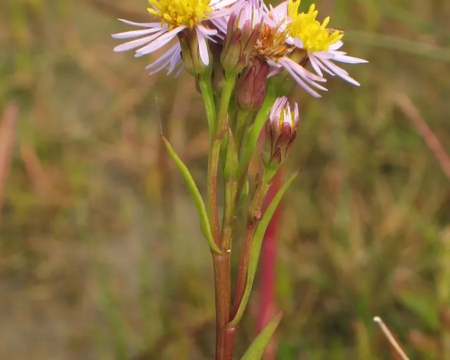 Strandaster