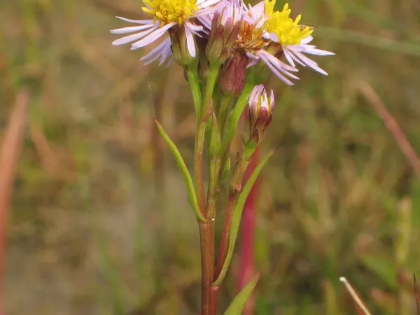 Strandaster
