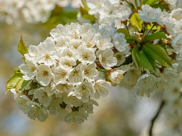 Süßkirschbaum
