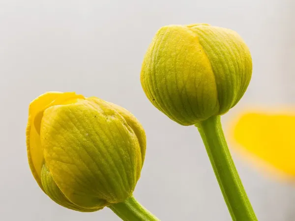 Sumpfdotterblume