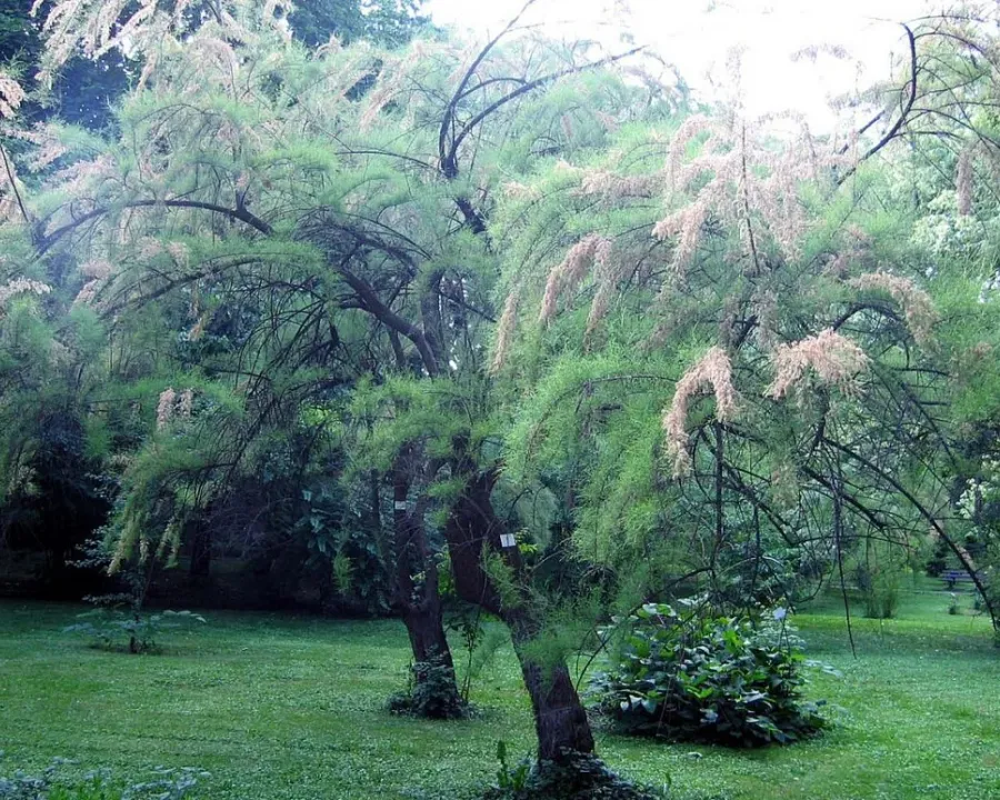 Tamariske