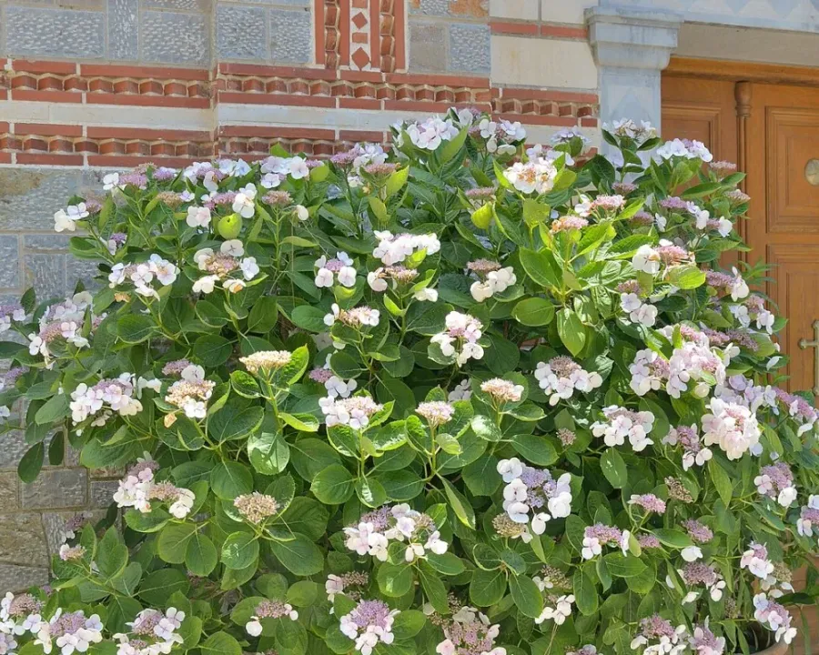 Tellerhortensie