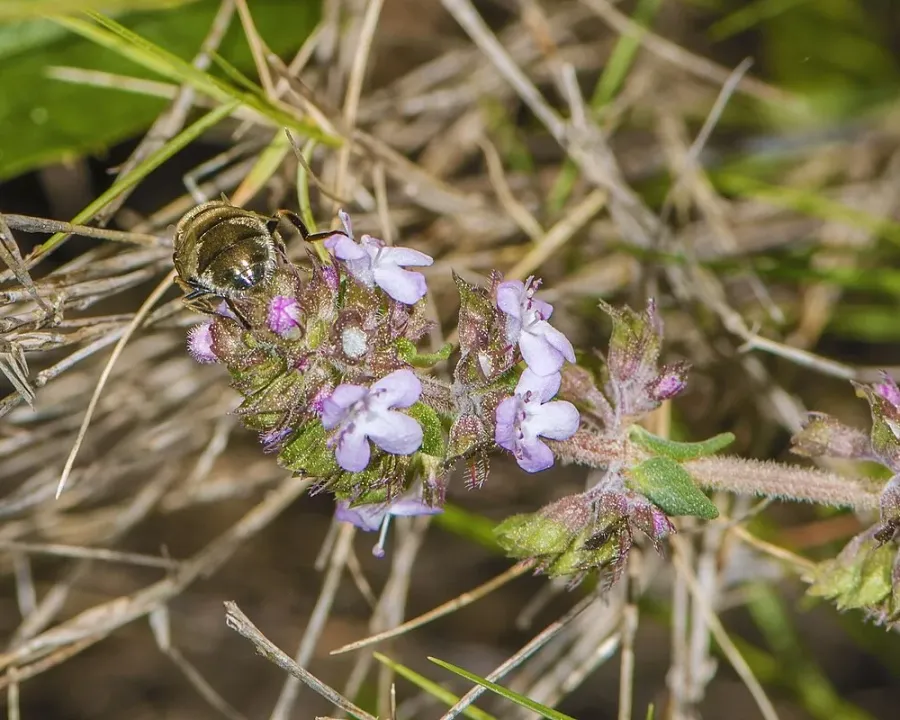 Thymian