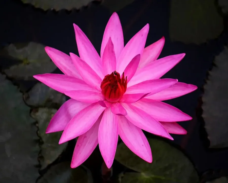 Tigerlotus