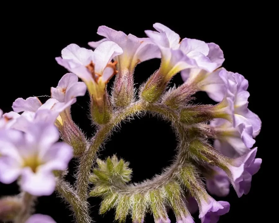 Vanilleblume