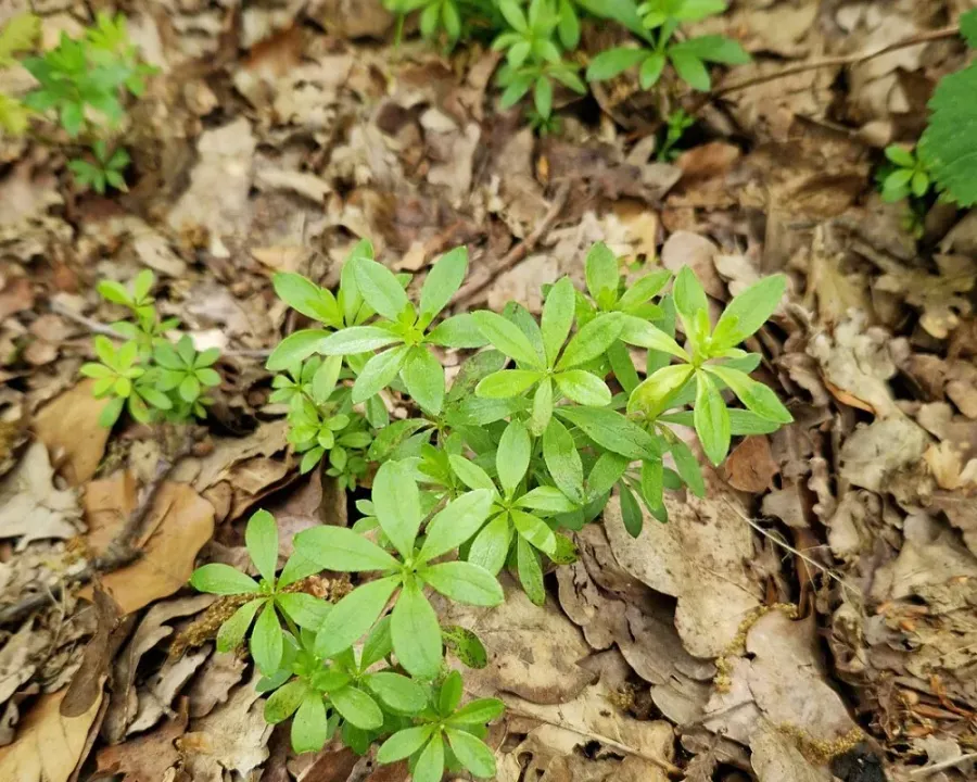 Waldmeister