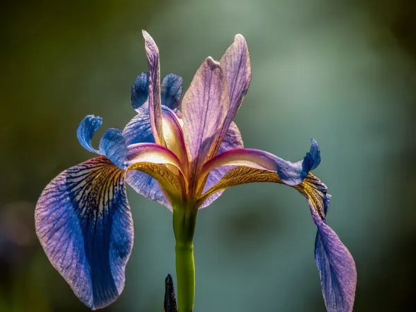 Wieseniris