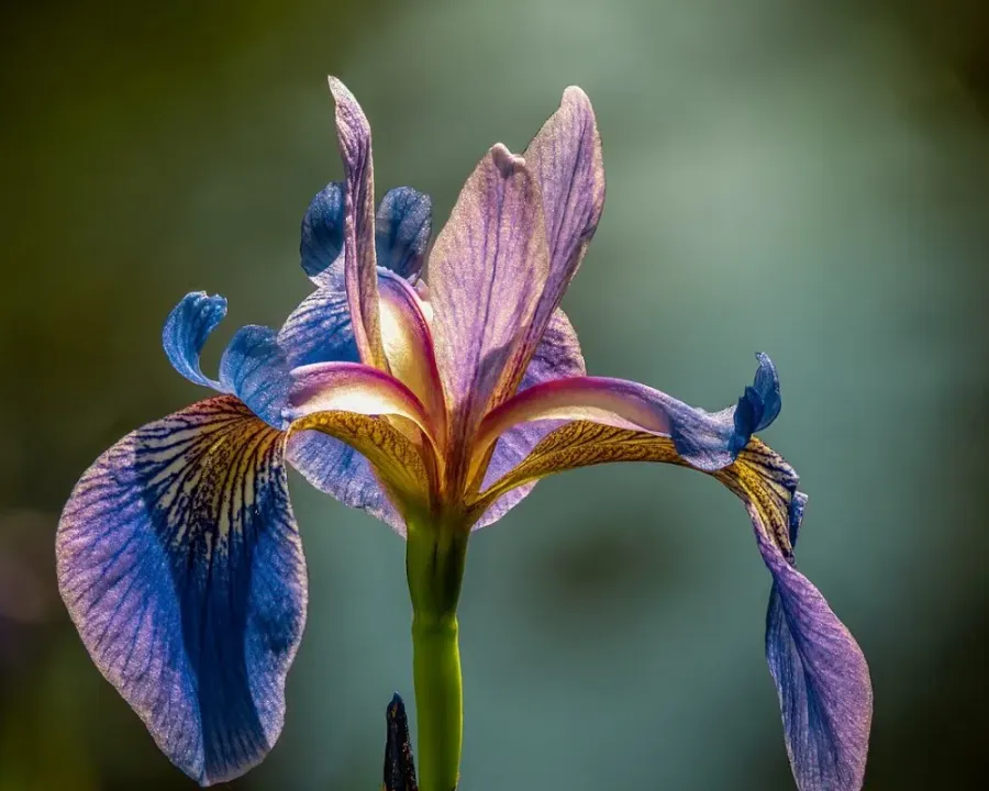 Wieseniris