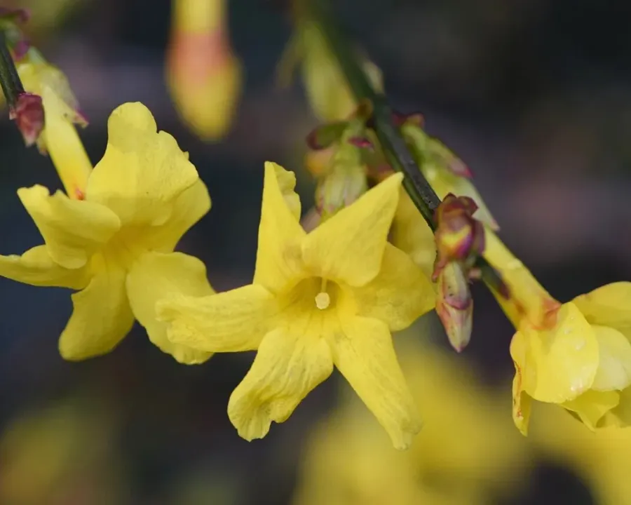 Winterjasmin