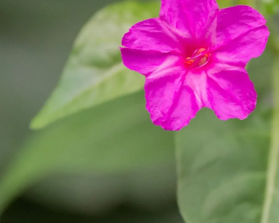 Wunderblume