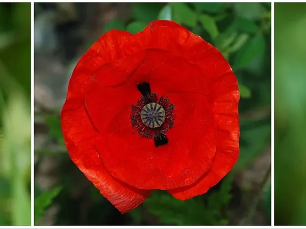 Klatschmohn