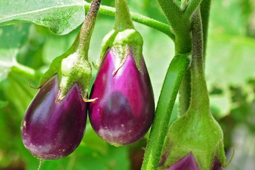 Aubergine (Solanum melongena) — Pflanzenfoto