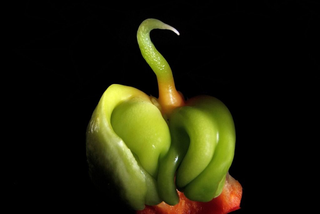 Chili (Capsicum annuum) — Pflanzenfoto