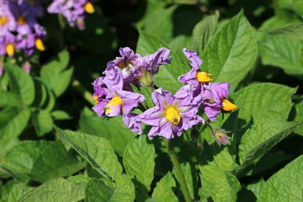 Kartoffel (Solanum tuberosum) — Pflanzenfoto