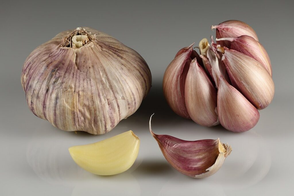 Knoblauch (Allium sativum) — Pflanzenfoto