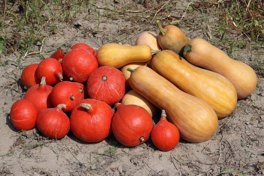 Kürbis (Cucurbita maxima) — Pflanzenfoto