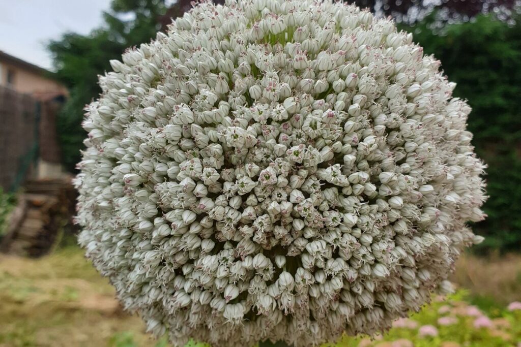 Lauch (Porree) (Allium porrum) — Pflanzenfoto